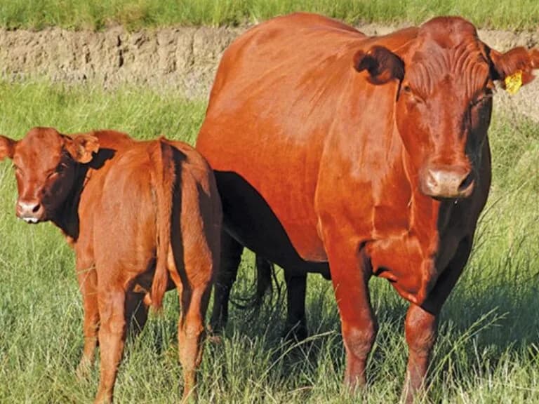 Cattle transport suspension lifted as foot and mouse disease cases ease