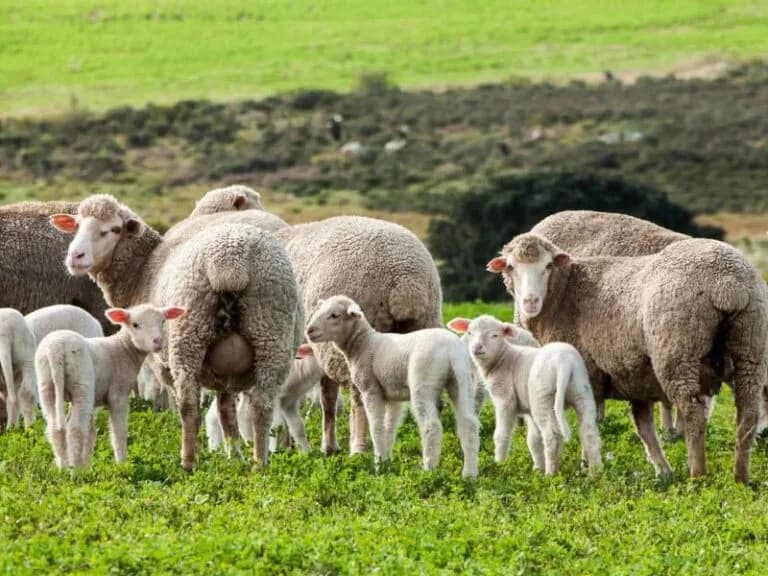 Sheep farmers face challenging times in South Africa due to lower demand