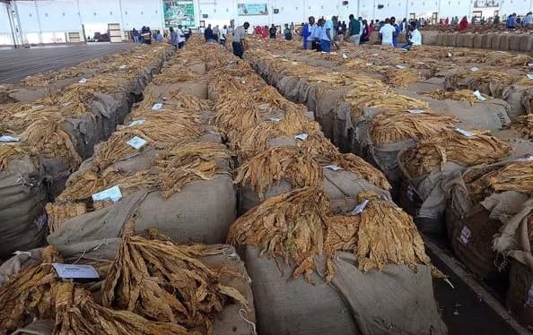 Tobacco-sales-in-Zimbabwe hits a record high with a double digit increase-this-season