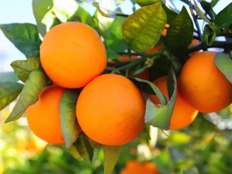 Botswana citrus growers pleased to join the Southern African association, CGA￼