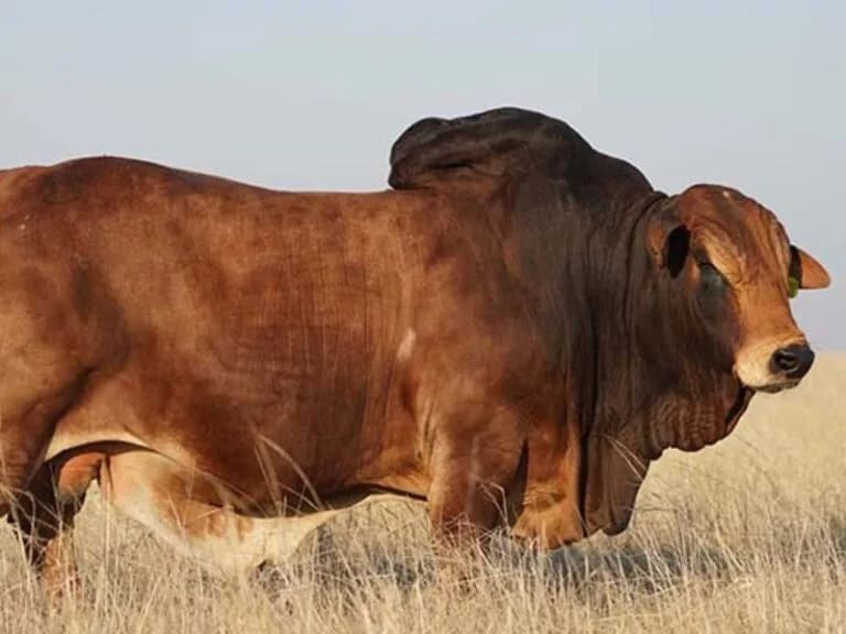 Auction highlights: Jumbo the Boran bull sells for a record smashing R2,3 million