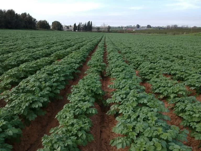 AgroScout closes $3m funding round for its AI-based solution for sustainable crop protection