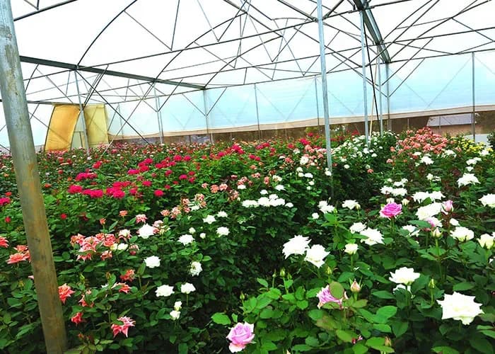 UK-Temporarily-Suspends-Export-Tariffs-on-East-African-Cut-Flowers