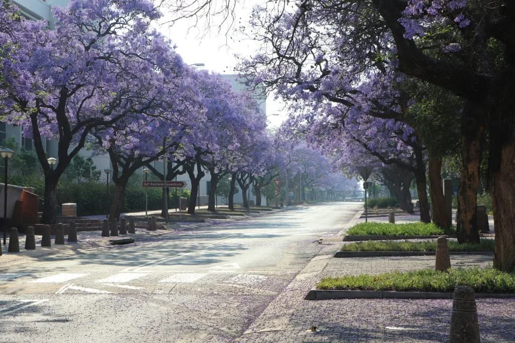 South Africa's Crime Perception Crisis Threatens Tourism Rebound