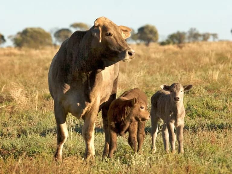 Botswana announces ban on SA cows amid foot and mouth disease outbreak
