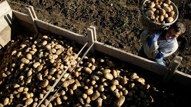 South-Africa-comes-against-Botswanas-fresh-produce-ban-extension