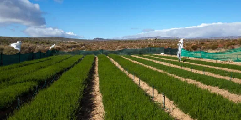 Good news for South African agriculture as EU adds Rooibos tea to its register of products