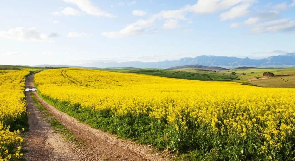 South Africa’s poor agricultural performance in the first quarter of 2023 nearly pushed the country into a recession, but the prospects for the rest of the year are better. Agriculture has in recent years been a star performer. However it contracted by 2.4% year-on-year in the fourth quarter of 2022, and then by 12.3% year on year in the first quarter of this year. The economy as a whole grew by 0.4% in that quarter, narrowly avoiding a technical recession, which is defined by two successive quarters of negative growth. Agricultural economist Wandile Sihlobo attributed the sharp contraction to adverse weather, delayed harvests, power cuts and rail and harbour infrastructure problems. However, he predicted a “robust performance” for the rest of the year, with annual agricultural growth of about 3%. “South Africa’s 2022-23 summer crops are in good shape,” he said. “For example, the maize harvest is estimated at 16.1 million tonnes, 5% higher than the 2021-22 season’s harvest and the third-largest harvest on record. The soybean harvest could reach a record 2.8 million tonnes.”