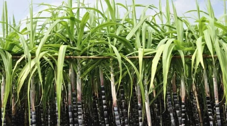 South Africa’s sugar industry plans to go into biofuel