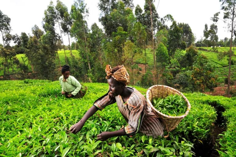Mastercard and Ecobank Group partner to digitize agricultural value chains in Africa