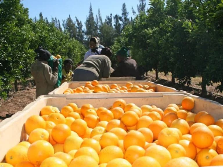 South African citrus growers see a decline in exports but are hopeful of 2023