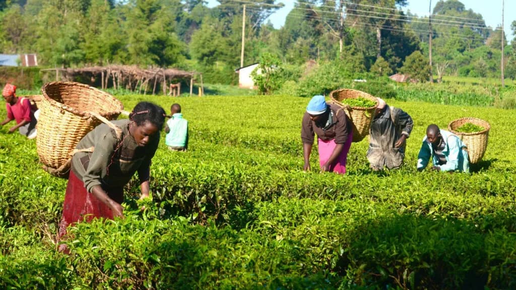 Agriculture: Lagos to empower to 3000 farmers in poultry, fisheries and piggery