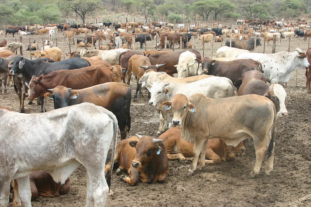 Namibia first African country to export red meat to hungry U.S. market