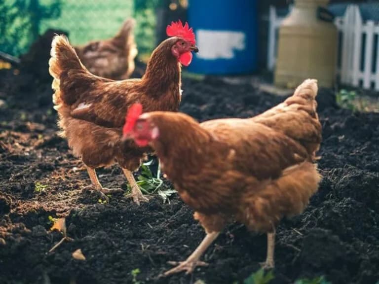 Astral Foods: Load shedding hurting the South African poultry industry