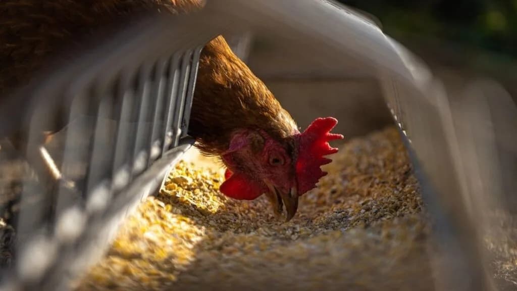 Unscheduled power outages result in high chicken mortalities