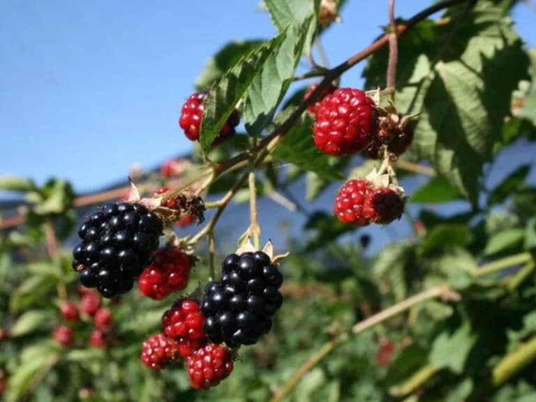 Transnet strike costs the South African berry industry R134 million weekly