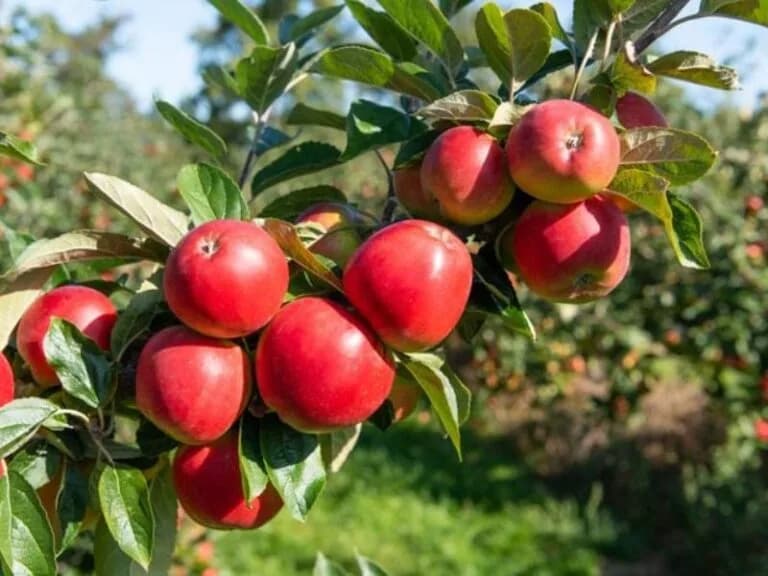 Botswana expresses confidence in apple production