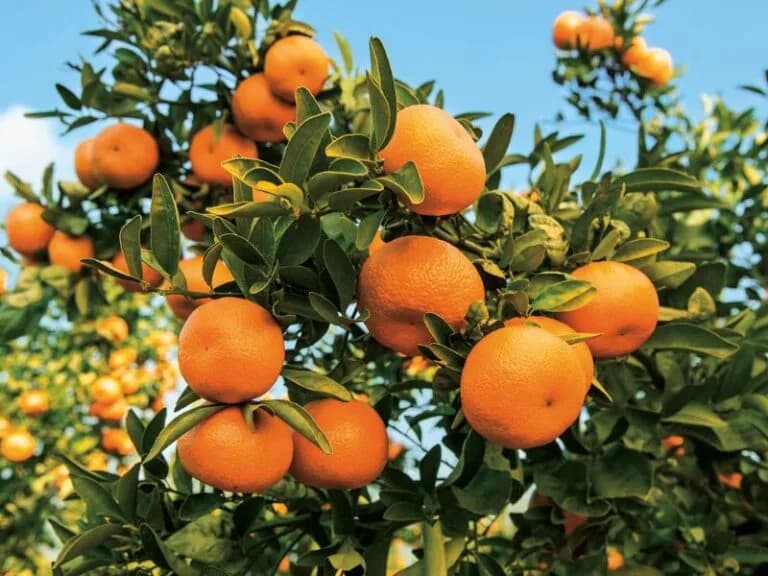Black citrus farmers to benefit from a R40 million investment by CGA