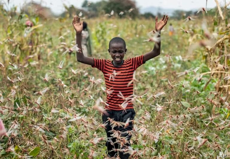 UK supercomputer to combat Africa's worst locust outbreak