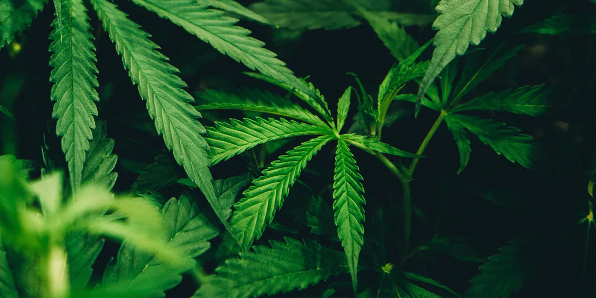Joint venture: Distell and Remgro target cannabis oppor...