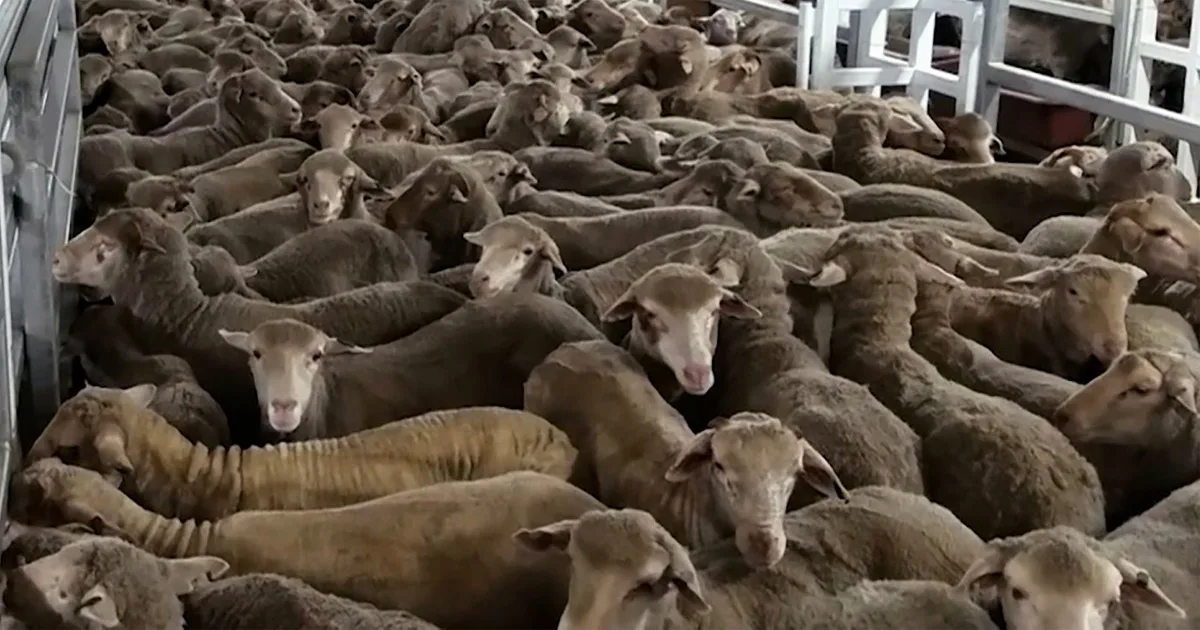 Over 60,000 South African Sheep Face 3 Week Cruel Journey to ...
