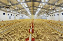 Improving food security for African poultry farmers through technology